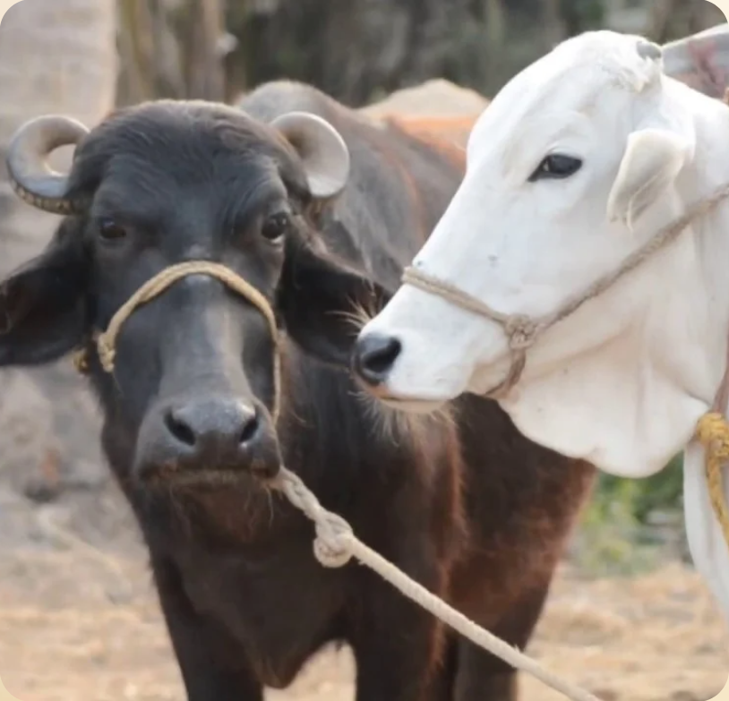 Cow and Buffalo